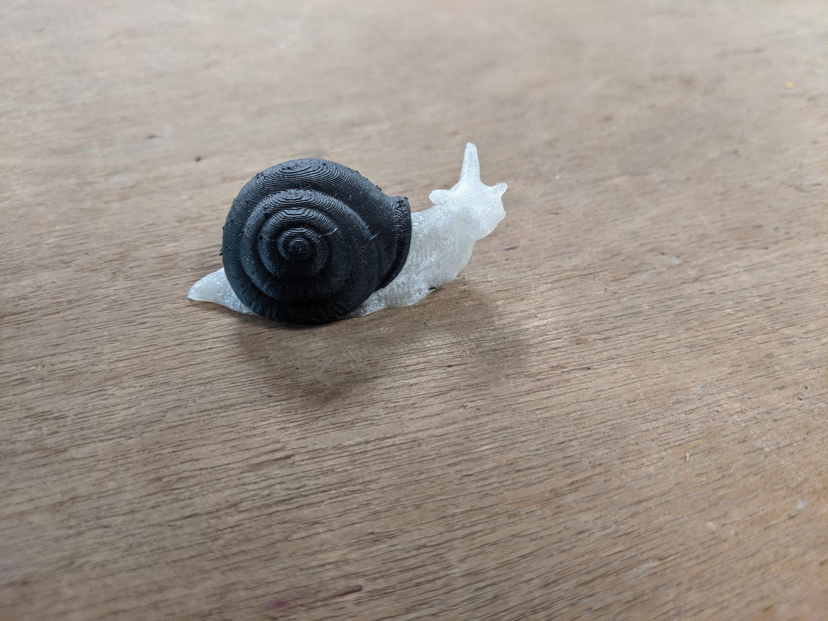 snail-3.jpeg