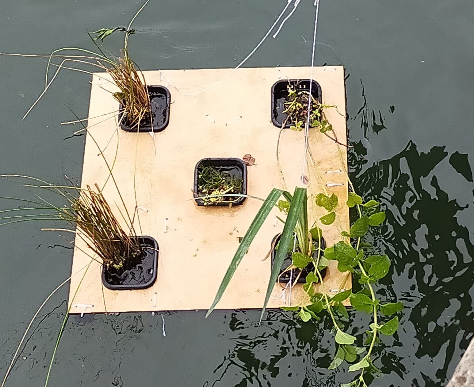 SEINEJARDINFLOTTANT.jpeg