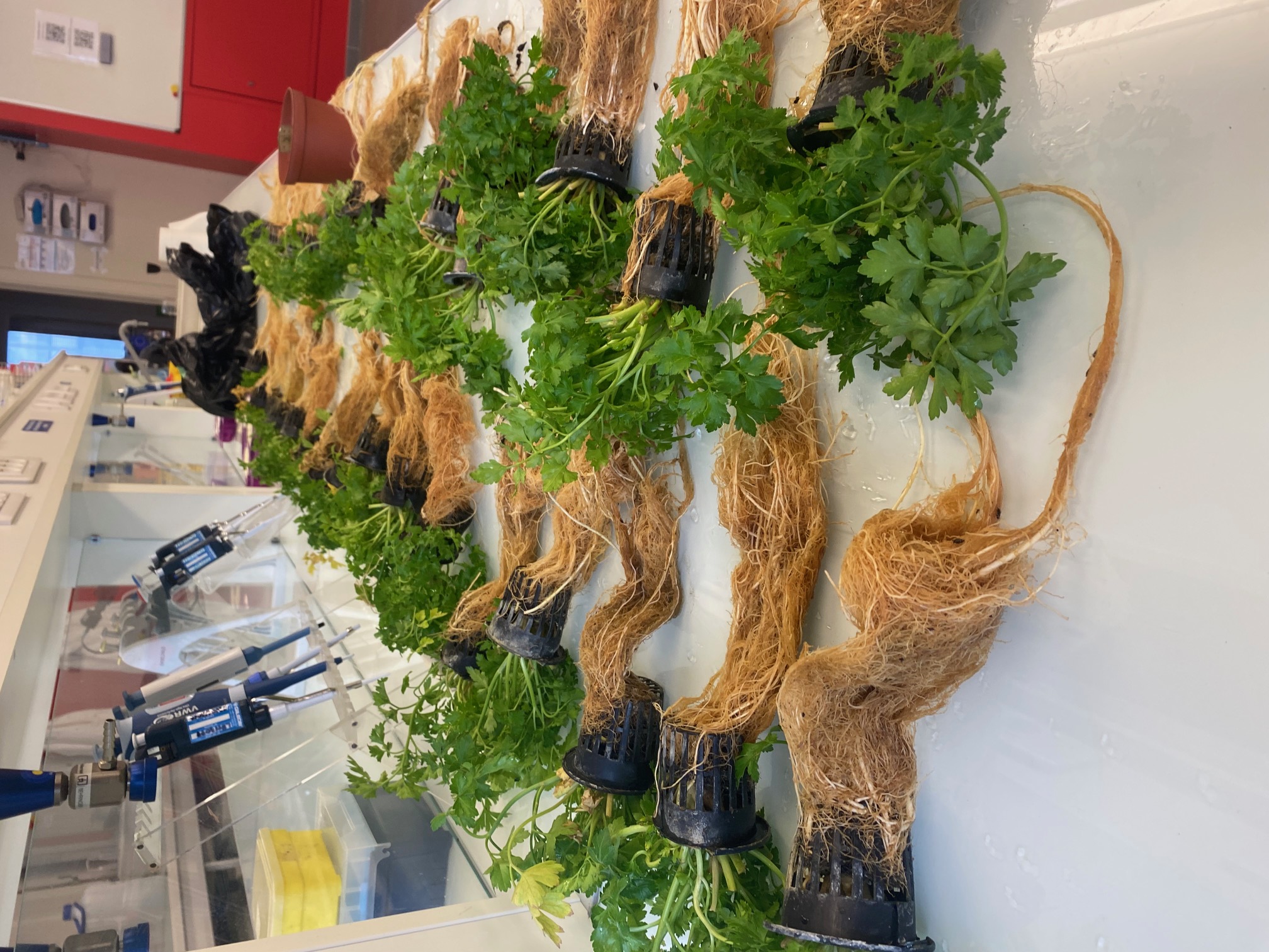 livraison plante.jpg