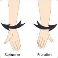supination-pronation.png