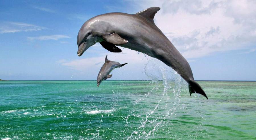 deux-grands-dauphins.jpg