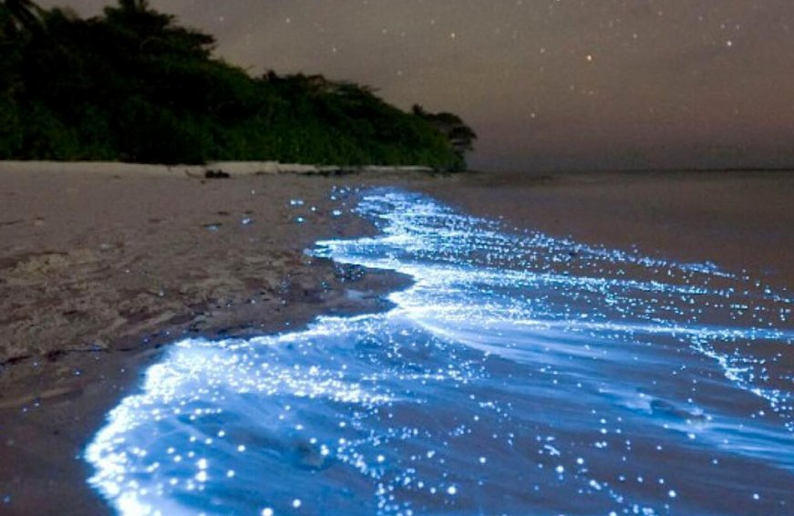 bioluminescence_image.png