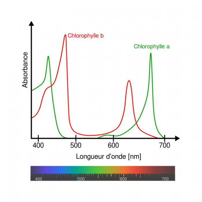 710px-chlorophyll_ab_spectra-fr.svg.png