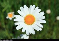 Une belle photo de marguerite