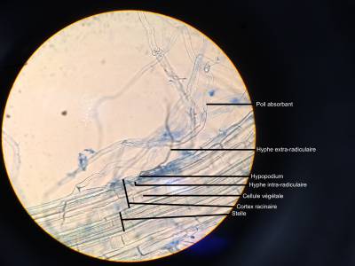 Figure 6: Hypopodium et hyphe intra-radiculaire d'une racine de blé à 53 jours.