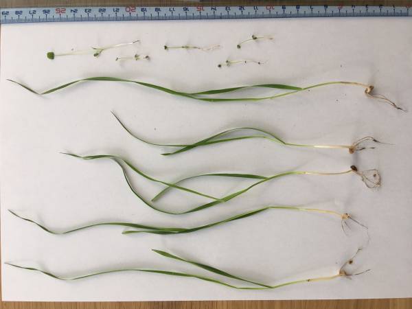 Figure 1: Plants de blé sur inoculation de terrain vague à 25 jours.